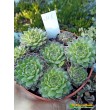 Молодило гибридное  №1 (Sempervivum, семпервивум, живучка, каменная роза)