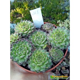 Молодило гибридное  №1 (Sempervivum, семпервивум, живучка, каменная роза)