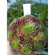 Молодило гибридное №2 (Sempervivum, семпервивум, живучка, каменная роза)