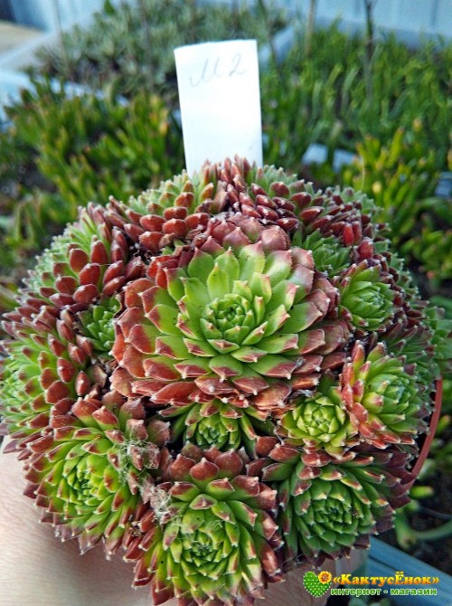 Молодило гибридное №2 (Sempervivum, семпервивум, живучка, каменная роза)