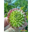 Молодило гибридное №2 (Sempervivum, семпервивум, живучка, каменная роза)