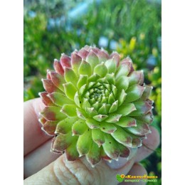 Молодило гибридное №2 (Sempervivum, семпервивум, живучка, каменная роза)
