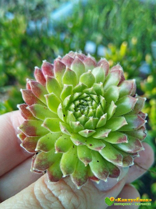 Молодило гибридное №2 (Sempervivum, семпервивум, живучка, каменная роза)