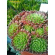 Молодило гибридное №2 (Sempervivum, семпервивум, живучка, каменная роза)