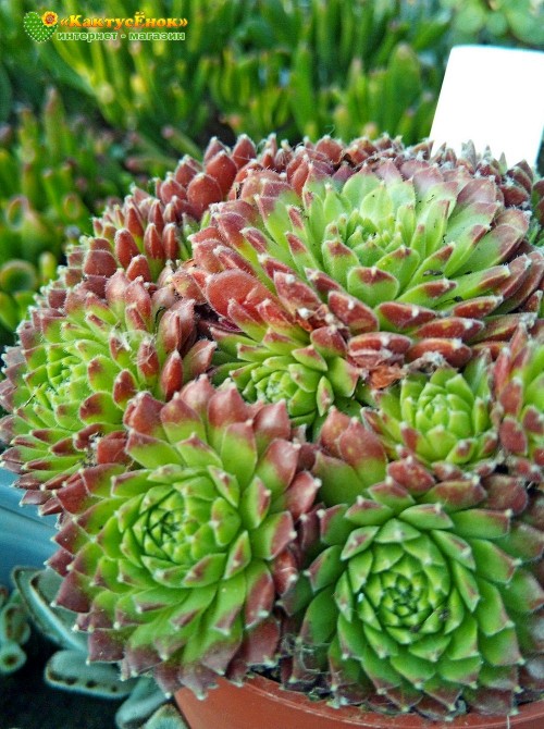 Молодило гибридное №2 (Sempervivum, семпервивум, живучка, каменная роза)