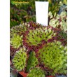 Молодило гибридное № 3 (Sempervivum, семпервивум, живучка, каменная роза)