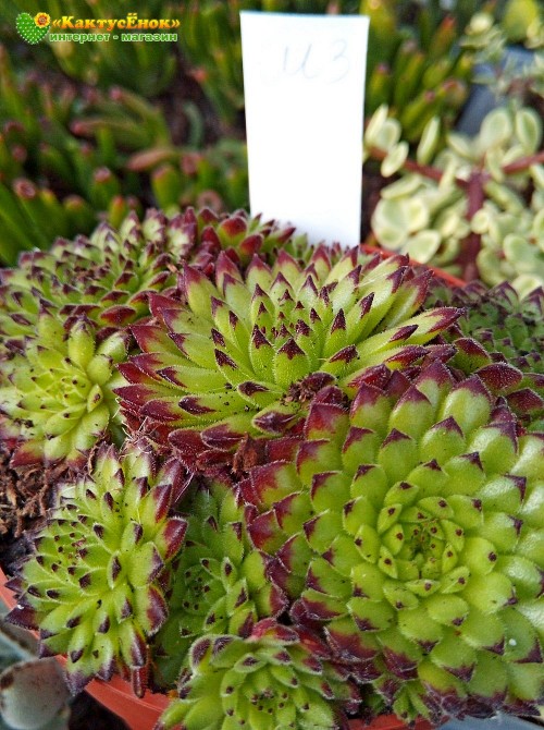 Молодило гибридное № 3 (Sempervivum, семпервивум, живучка, каменная роза)