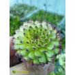 Молодило гибридное № 3 (Sempervivum, семпервивум, живучка, каменная роза)