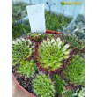 Молодило гибридное № 3 (Sempervivum, семпервивум, живучка, каменная роза)