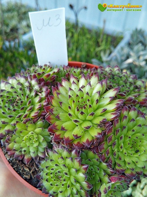 Молодило гибридное № 3 (Sempervivum, семпервивум, живучка, каменная роза)