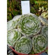 Молодило гибридное № 4 (Sempervivum, семпервивум, живучка, каменная роза)