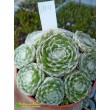 Молодило гибридное № 4 (Sempervivum, семпервивум, живучка, каменная роза)