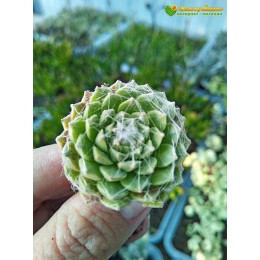 Молодило гибридное № 5 (Sempervivum, семпервивум, живучка, каменная роза)
