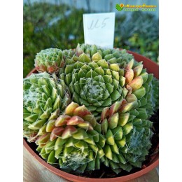 Молодило гибридное № 5 (Sempervivum, семпервивум, живучка, каменная роза)