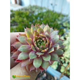 Молодило гибридное № 6 (Sempervivum, семпервивум, живучка, каменная роза)