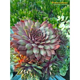 Молодило гибридное № 6 (Sempervivum, семпервивум, живучка, каменная роза)