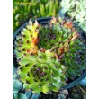 Молодило гибридное № 7 (Sempervivum, семпервивум, живучка, каменная роза)