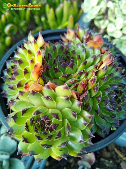 Молодило гибридное № 7 (Sempervivum, семпервивум, живучка, каменная роза)