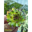 Молодило гибридное № 7 (Sempervivum, семпервивум, живучка, каменная роза)