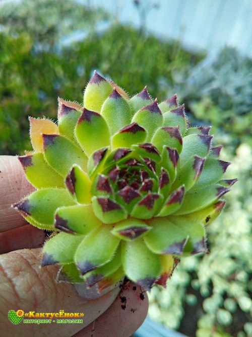 Молодило гибридное № 7 (Sempervivum, семпервивум, живучка, каменная роза)