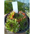 Молодило гибридное № 7 (Sempervivum, семпервивум, живучка, каменная роза)