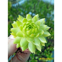 Молодило гибридное № 8 (Sempervivum, семпервивум, живучка, каменная роза)