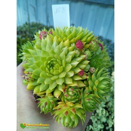 Молодило гибридное № 8 (Sempervivum, семпервивум, живучка, каменная роза)