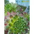 Молодило гибридное № 9 (Sempervivum, семпервивум, живучка, каменная роза)