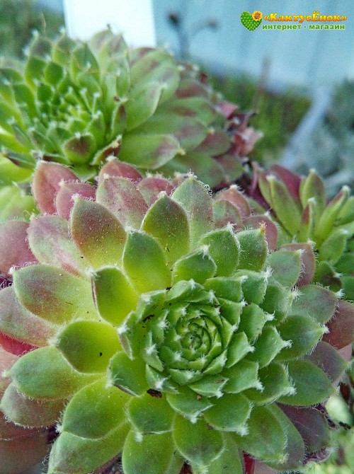 Молодило гибридное № 9 (Sempervivum, семпервивум, живучка, каменная роза)