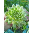 Молодило гибридное № 9 (Sempervivum, семпервивум, живучка, каменная роза)