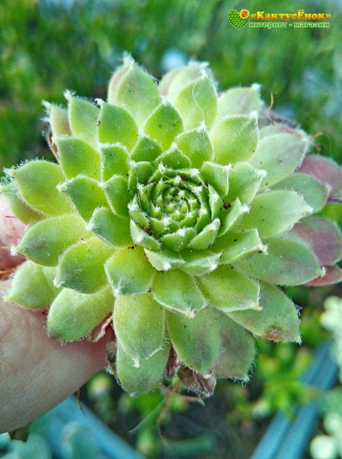 Молодило гибридное № 9 (Sempervivum, семпервивум, живучка, каменная роза)