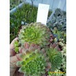 Молодило гибридное № 9 (Sempervivum, семпервивум, живучка, каменная роза)