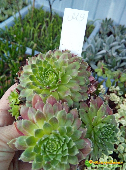 Молодило гибридное № 9 (Sempervivum, семпервивум, живучка, каменная роза)