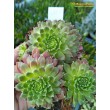 Молодило гибридное № 9 (Sempervivum, семпервивум, живучка, каменная роза)