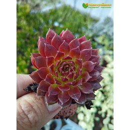 Молодило гибридное № 10 (Sempervivum, семпервивум, живучка, каменная роза)