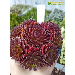 Молодило гибридное № 10 (Sempervivum, семпервивум, живучка, каменная роза)
