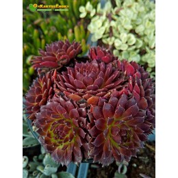 Молодило гибридное № 10 (Sempervivum, семпервивум, живучка, каменная роза)
