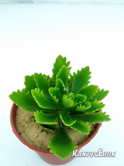 Черенок Очиток Миддендорфа  (Sedum middendorfianum)