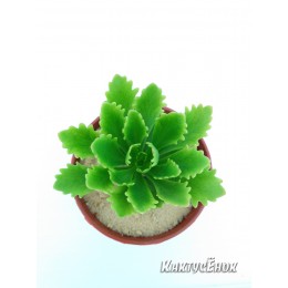 Черенок Очиток Миддендорфа  (Sedum middendorfianum)