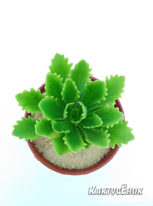 Черенок Очиток Миддендорфа  (Sedum middendorfianum)