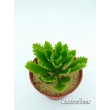 Черенок Очиток Миддендорфа  (Sedum middendorfianum)