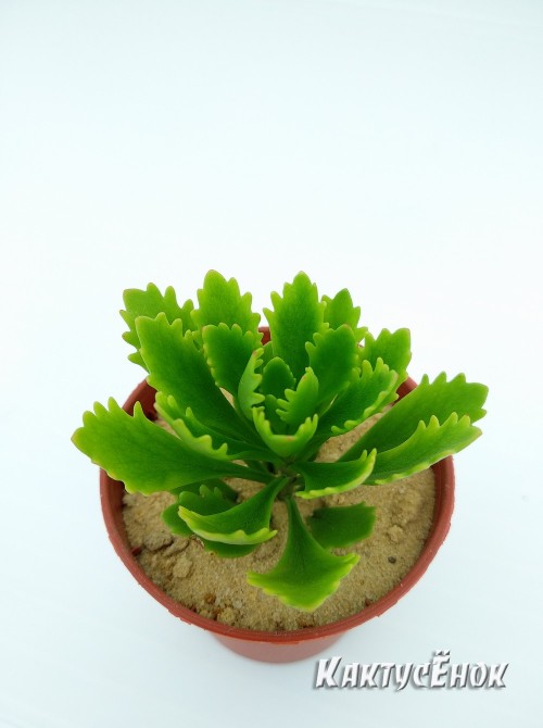 Черенок Очиток Миддендорфа  (Sedum middendorfianum)