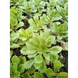 Черенок Очиток Миддендорфа  (Sedum middendorfianum)