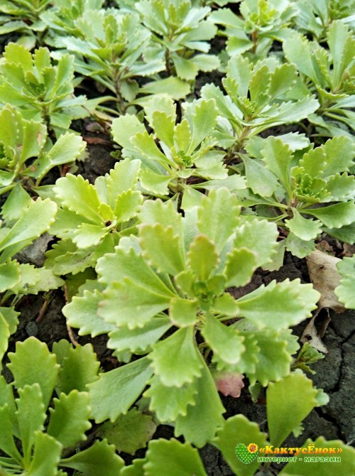 Черенок Очиток Миддендорфа  (Sedum middendorfianum)