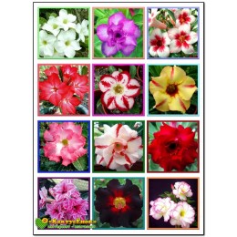 Адениум микс 1 шт. (Adenium mix)