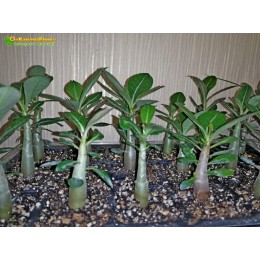 Адениум микс 1 шт. (Adenium mix)