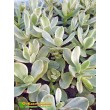 Черенок крассула нудикаули вариегатная (Crassula nudicaule variegata, толстянка вариегатная)