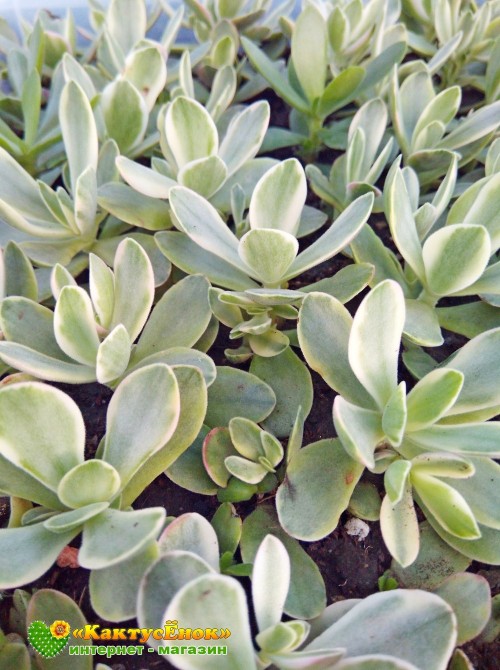 Черенок крассула нудикаули вариегатная (Crassula nudicaule variegata, толстянка вариегатная)