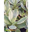 Черенок крассула нудикаули вариегатная (Crassula nudicaule variegata, толстянка вариегатная)