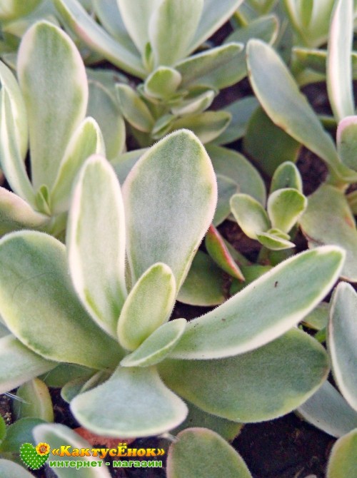 Черенок крассула нудикаули вариегатная (Crassula nudicaule variegata, толстянка вариегатная)